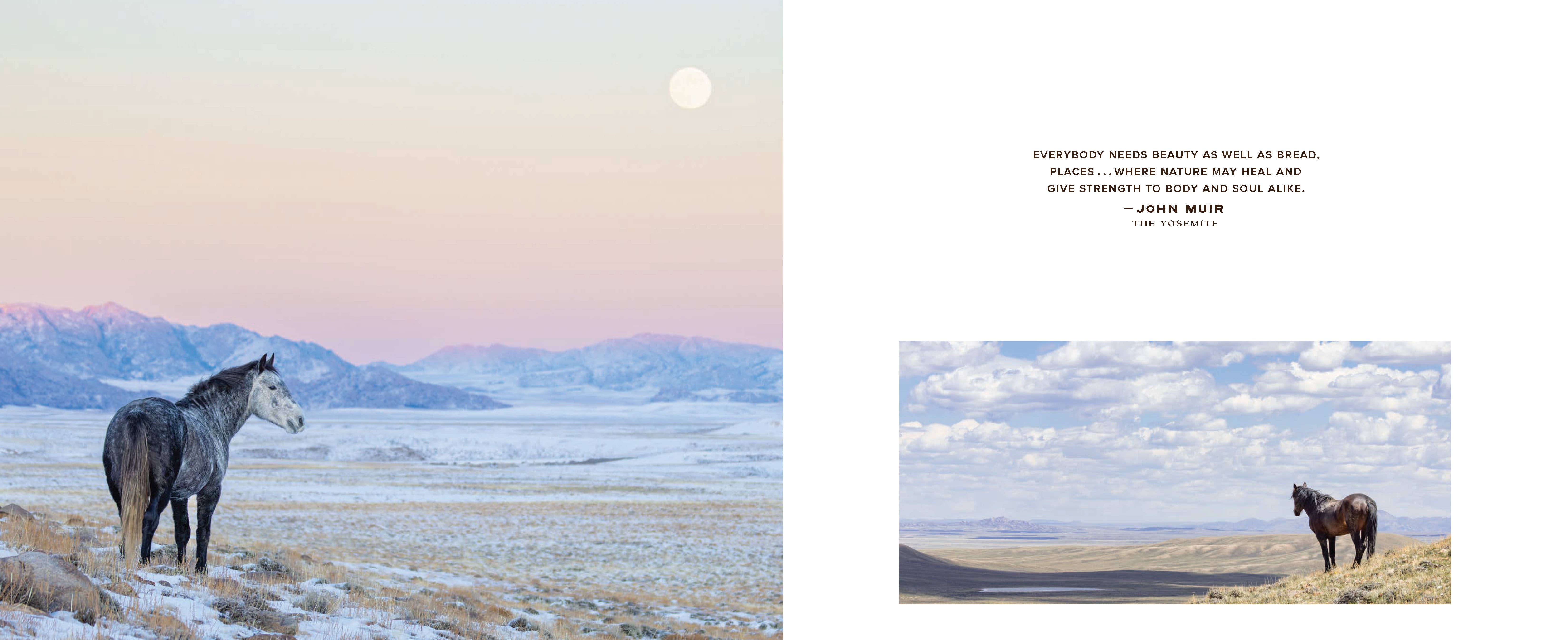 Chronicle Books - Wholesale Nature & Outdoors - Wild Horse Effect12