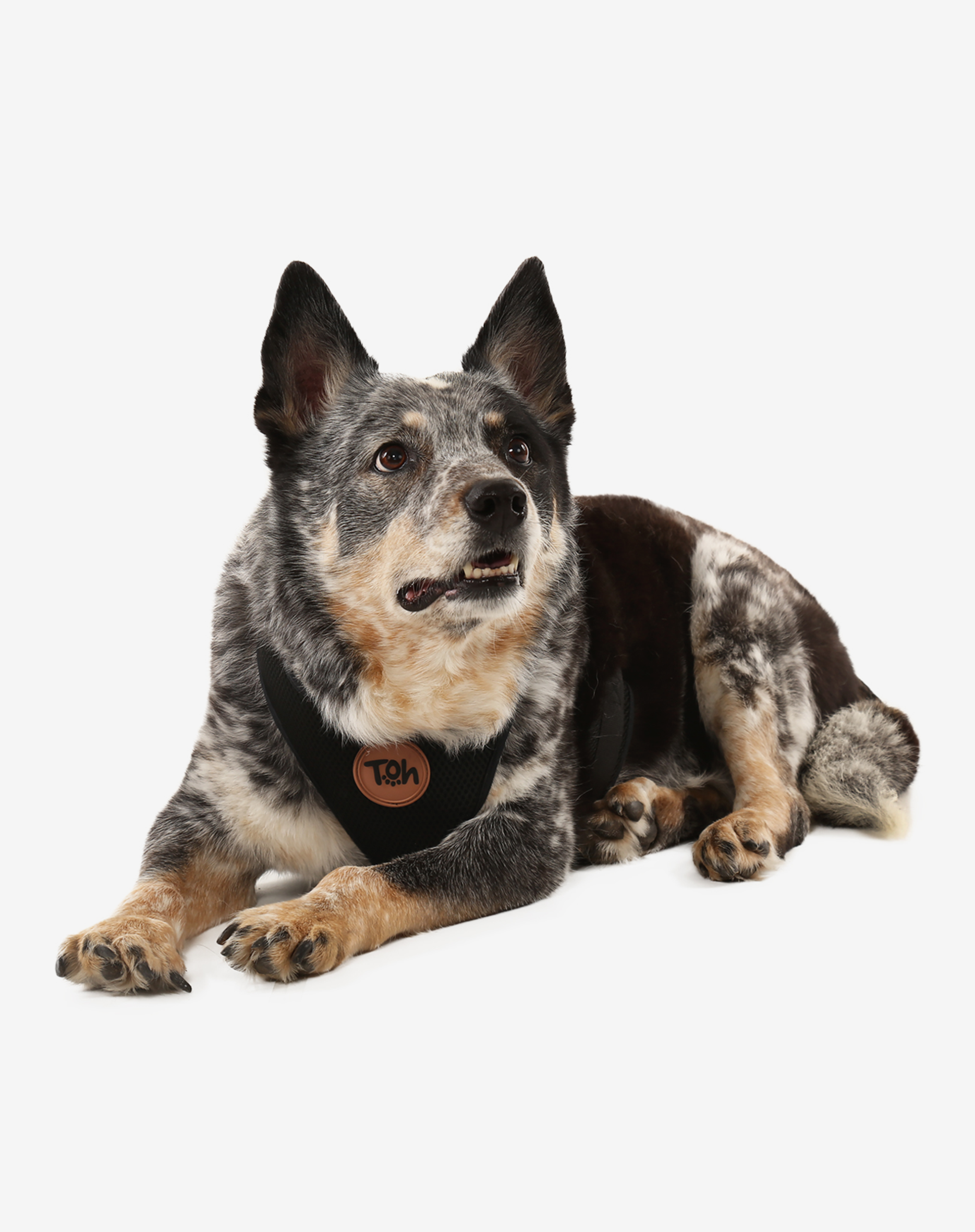 Toh - Wholesale Pet Harness - Dog - H-Mesh Dog Harness Black1