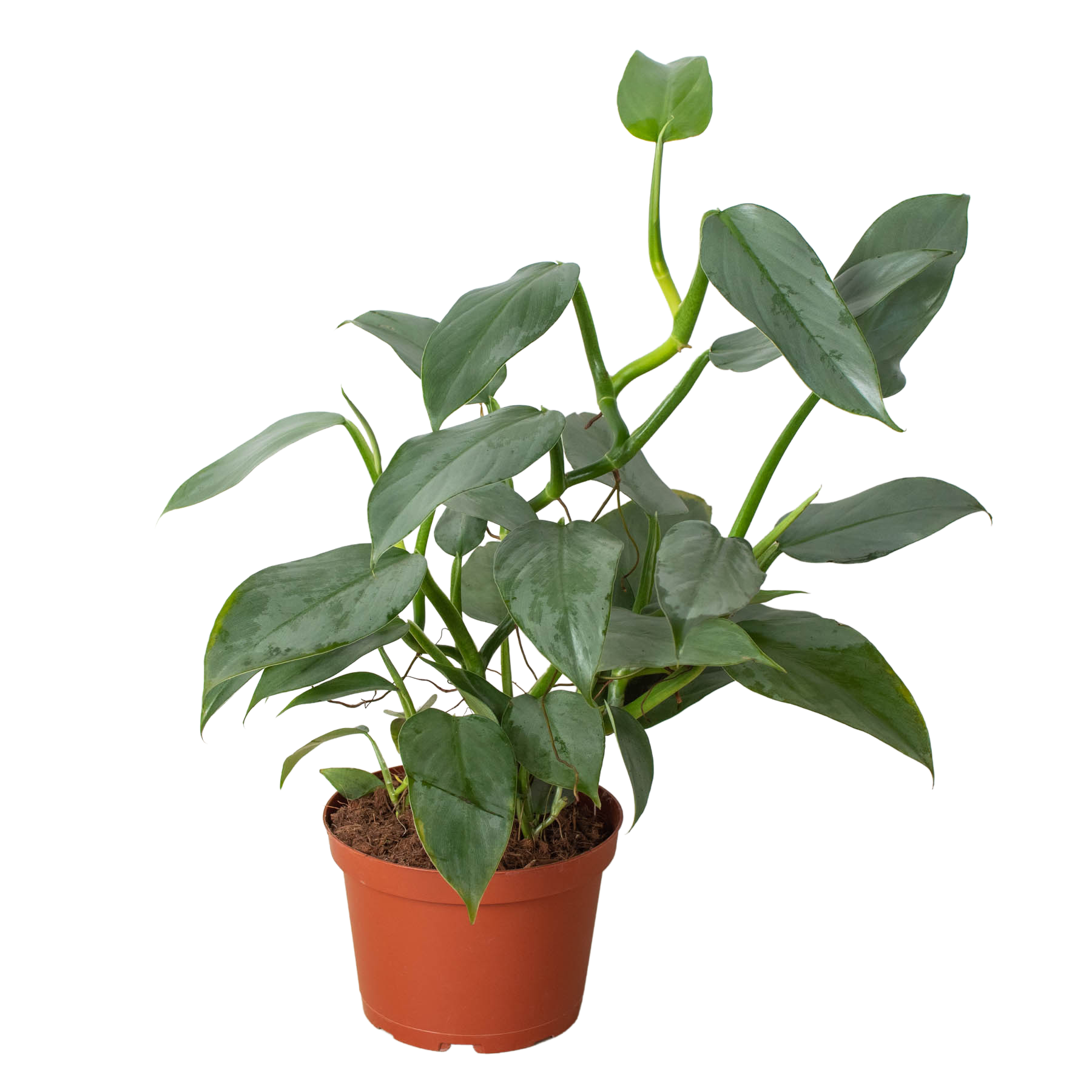 House Plant Wholesale - Wholesale Live Plant - Philodendron 'Silver Sword'2