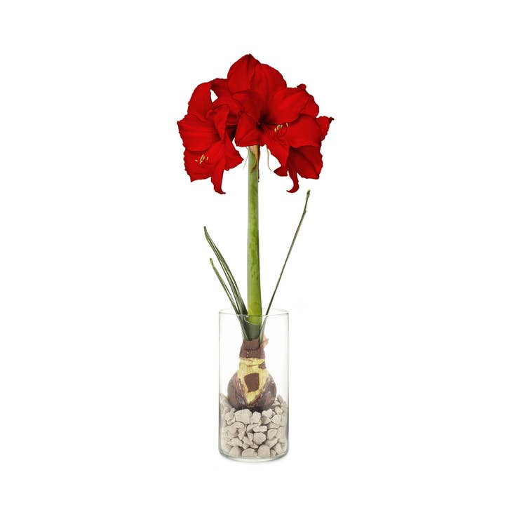 Modern Sprout - Wholesale Plant Seeds - Winter Bulb Kit