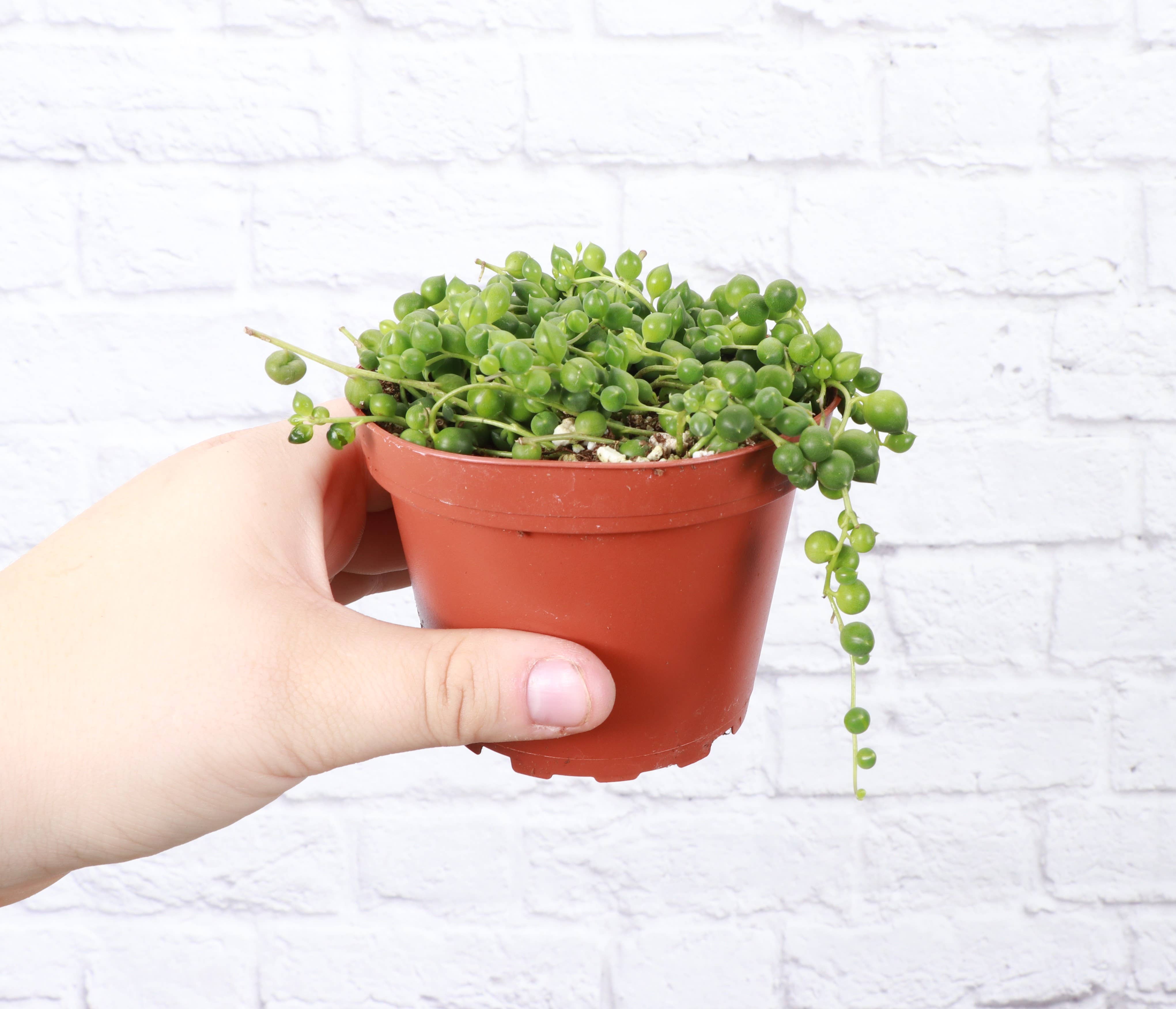 Thorsen's Greenhouse - Wholesale Live Plant - String of Pearls Plant - 4" Live Plant1