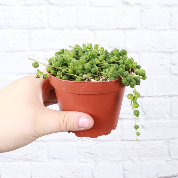 Thorsen's Greenhouse - Wholesale Live Plant - String of Pearls Plant - 4" Live Plant1