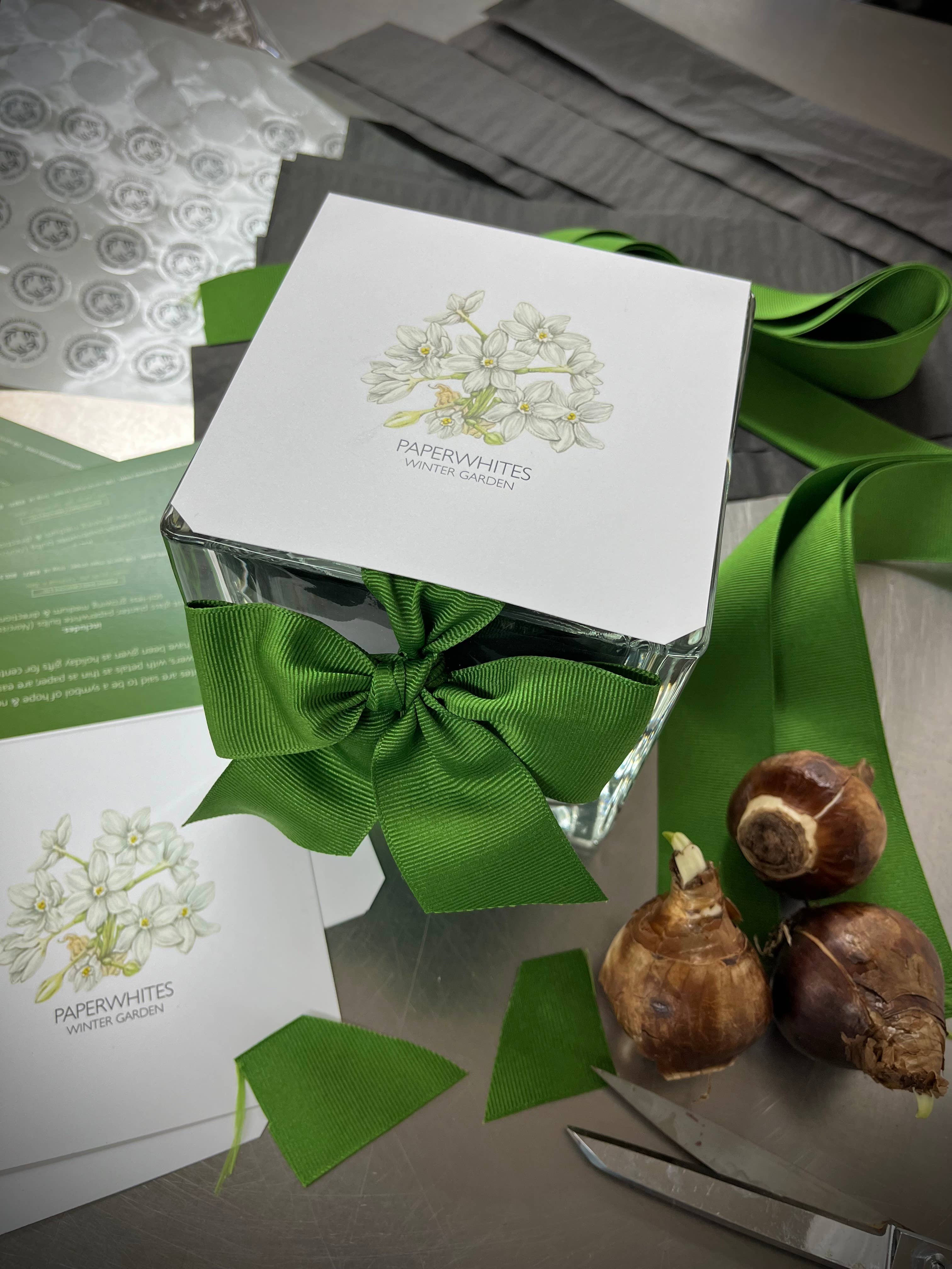 Potting Shed Creations, Ltd. - Wholesale Live Plant - Garden in a Bag Paperwhites | Fall & Christmas | Best Seller9