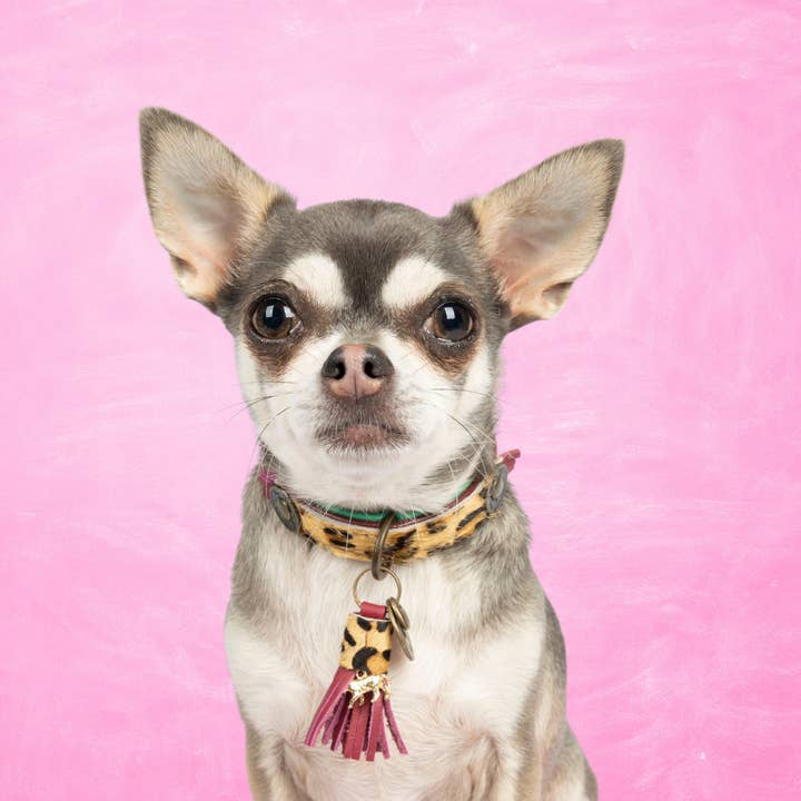 Dog with a Mission - Wholesale Pet Collar - Dog - Lou Lou collar