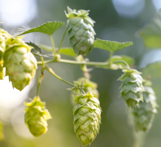 cidergeil - Wholesale Non-Alcoholic Aperitif/Mocktail - cidergeil HOPF Alc 6.2% vol1