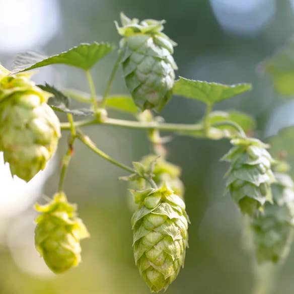 cidergeil - Wholesale Non-Alcoholic Aperitif/Mocktail - cidergeil HOPF Alc 6.2% vol1