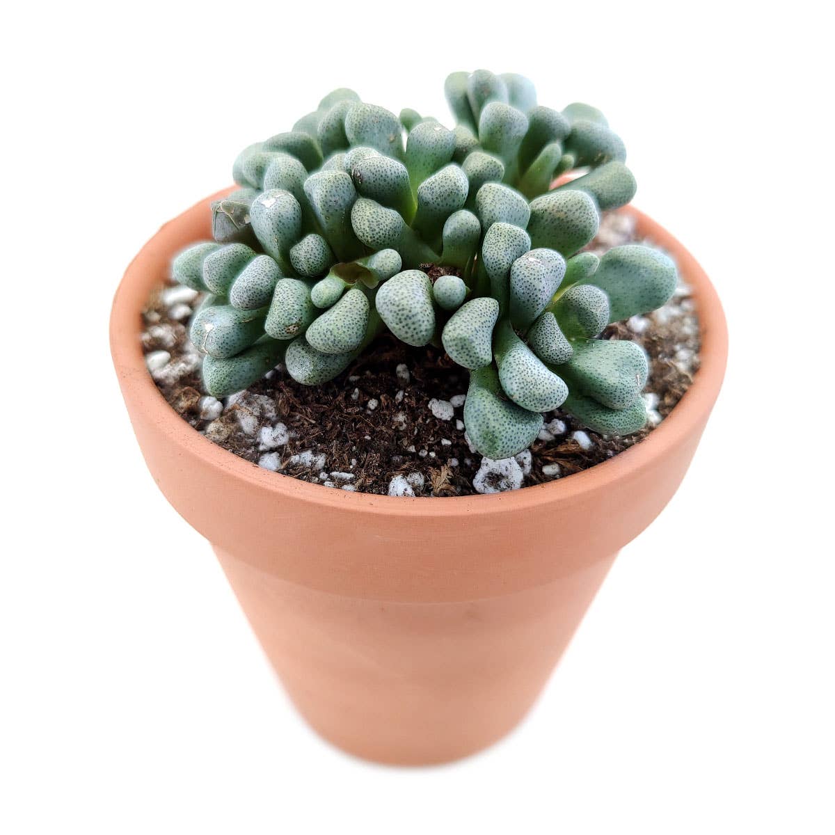 Best Plant Friend - Wholesale Succulent - Aloinopsis Schooneesii - Rare Live Succulents 3 inch Pot2