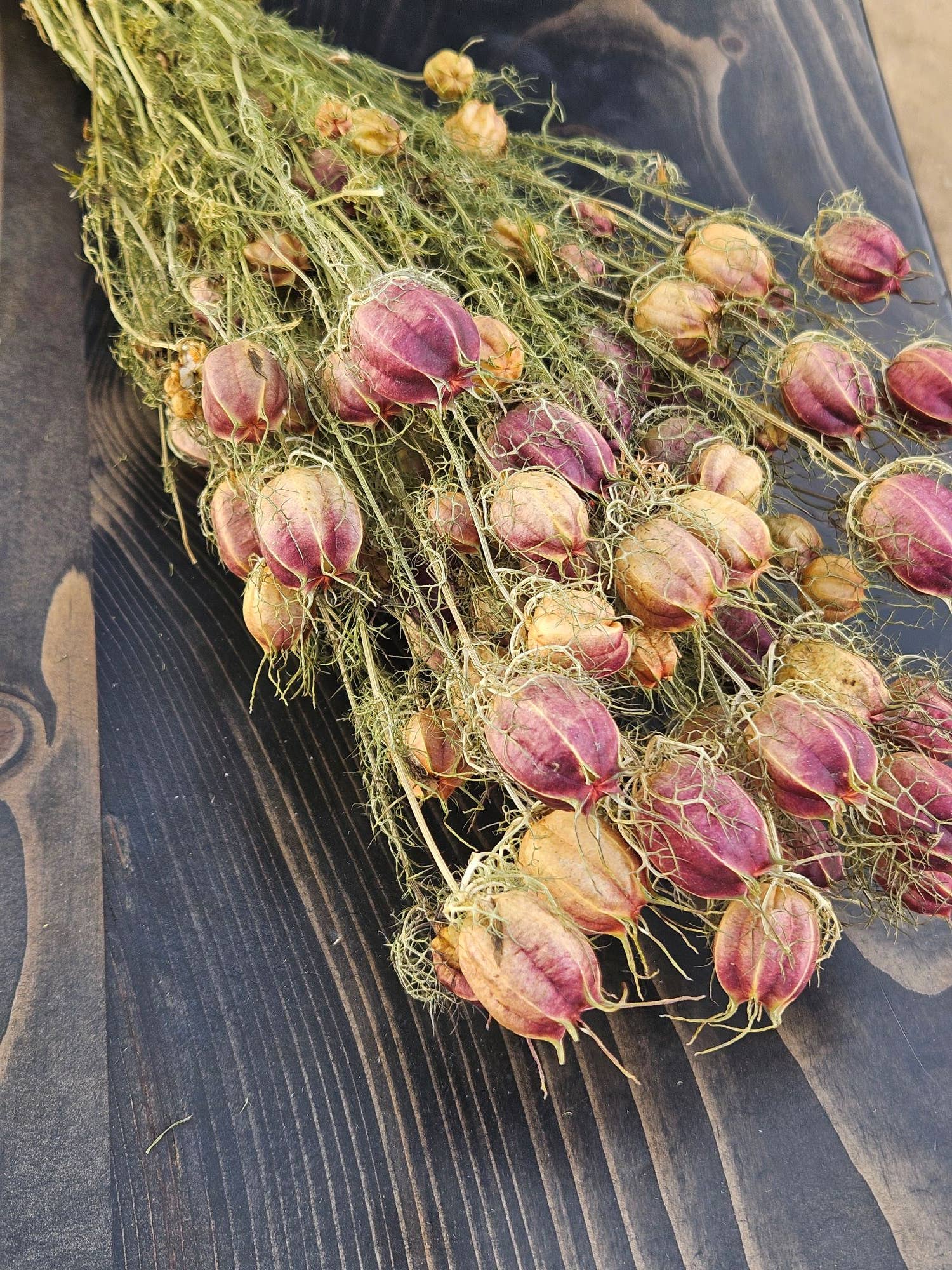 Alissas Flower Farm - Wholesale Dried/Pressed Flowers - Pods:  Nigella3