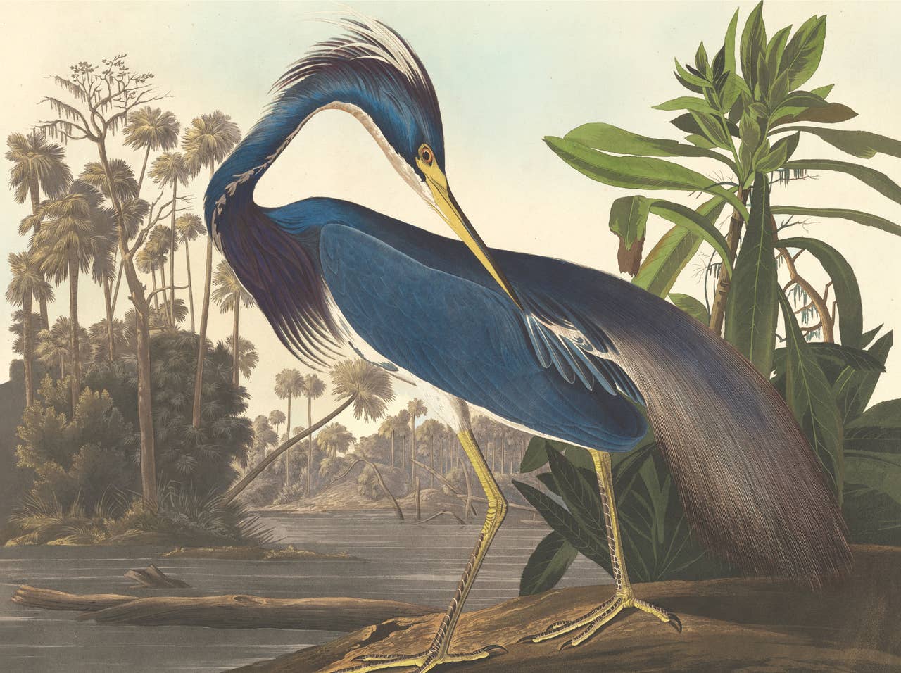 Nelson Line - Venta al por mayor Conjunto de papelería y tarjetas - Juego de tarjetas de notas Audubon Water Birds, NLNW05 3