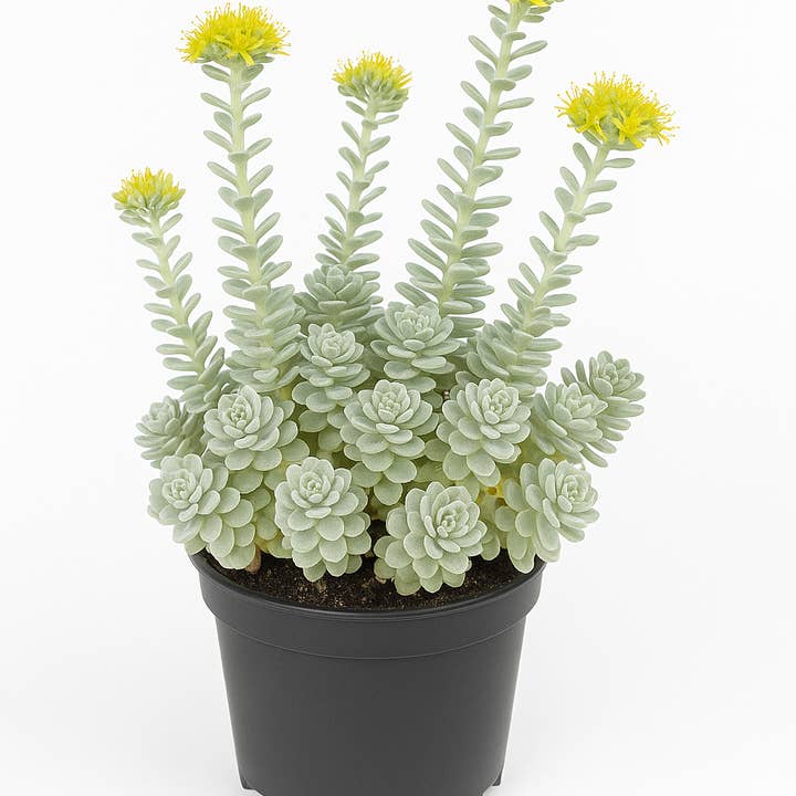 Oasis of Life - Wholesale Live Plant - Sedum Landhaus – 3 plants – evergreen, hardy stonecrop – low-maintenance ground cover for rock gardens, green roofs & grave planting – yellow flowers, drought-tolerant & resistant to snails0