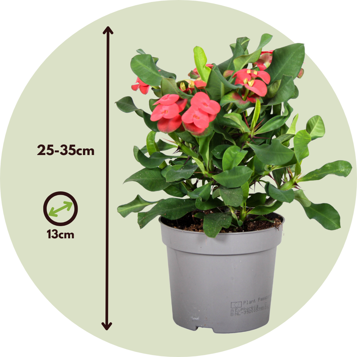 Oasis of Life - Wholesale Live Plant - Christ Thorn Euphorbia milii – 2 plants – Height 25–35cm – Ø13cm – Flowering succulent with pink flowers – Easy-care houseplant for sunny locations & warm interiors3