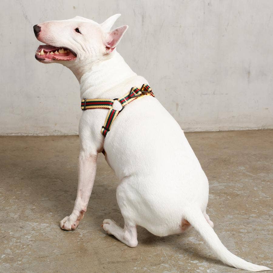 Saint Rue - Wholesale Pet Harness - Dog - Le Classic Dog Harness9