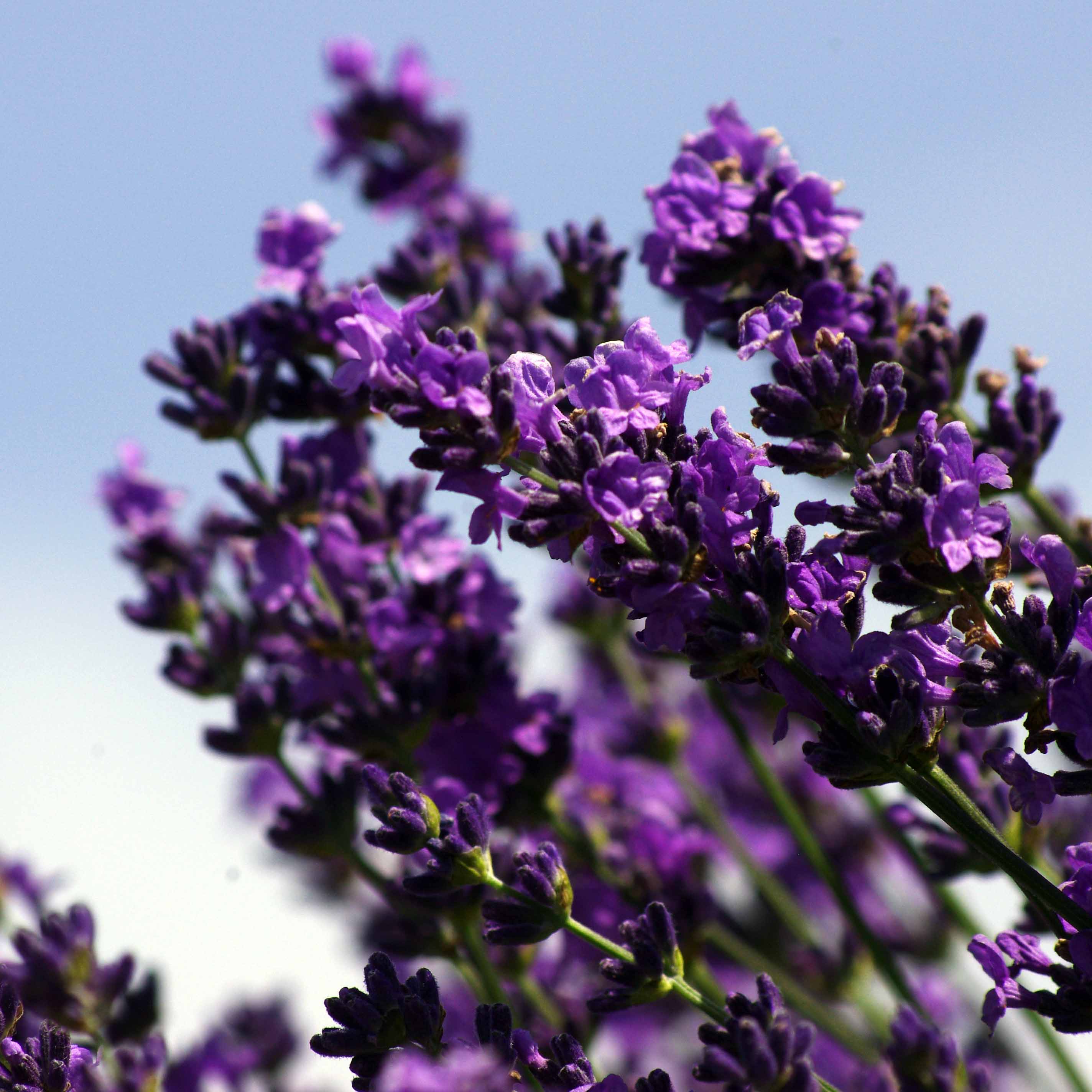 Miracle Botanicals - Wholesale Essential Oil - Lavender (New Zealand) Essential Oil2