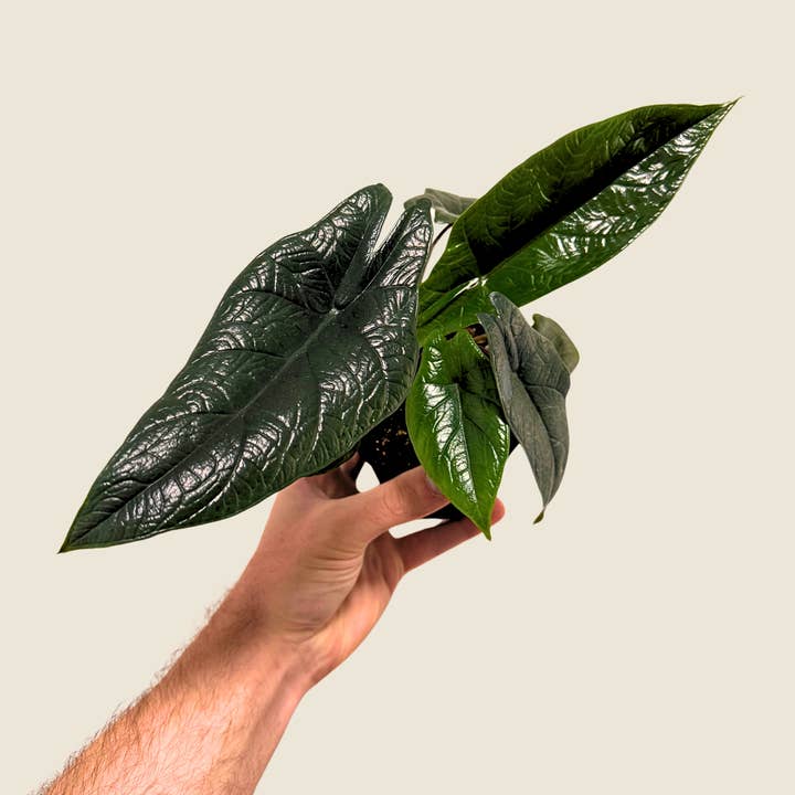 4" Alocasia Scalprum for wholesale by The Greenhouse Wholesale