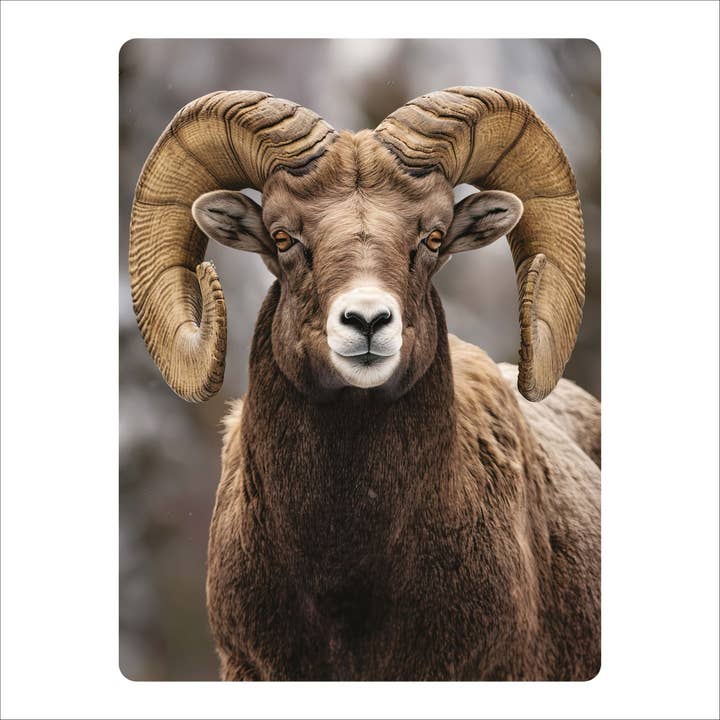 3D LiveLife Postcards - Bighorn Sheep for wholesale by Deluxebase