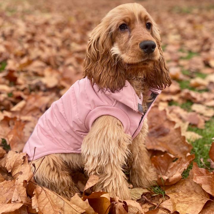 Blueberry Pet - Wholesale Pet Jacket - Dog - Custom-woven & Dyed Human Grade Outdoor Dog Puffer Jacket23