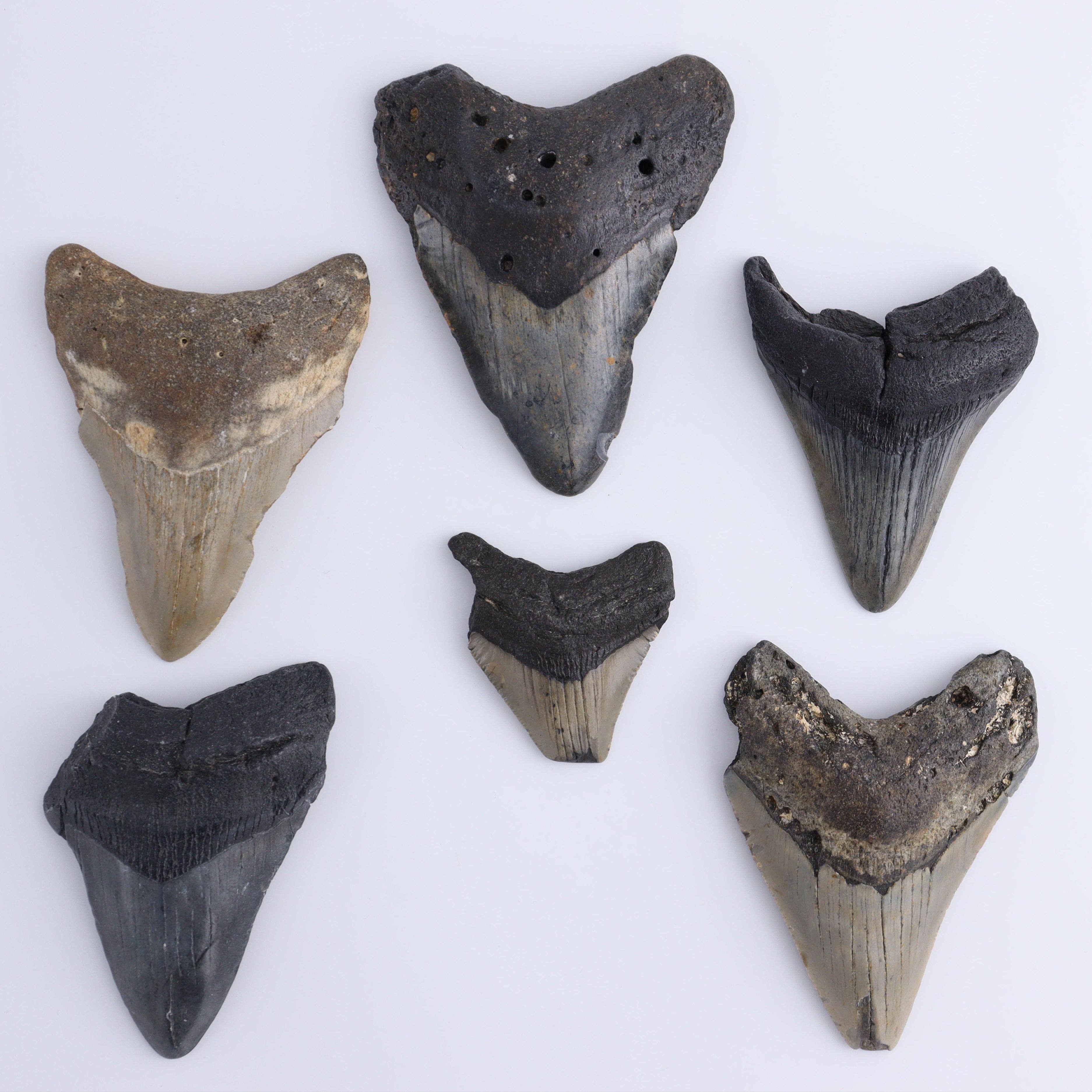 Mi Esperanza Minerals - Wholesale Decorative Tabletop Object - Megalodon Teeth Set of 60