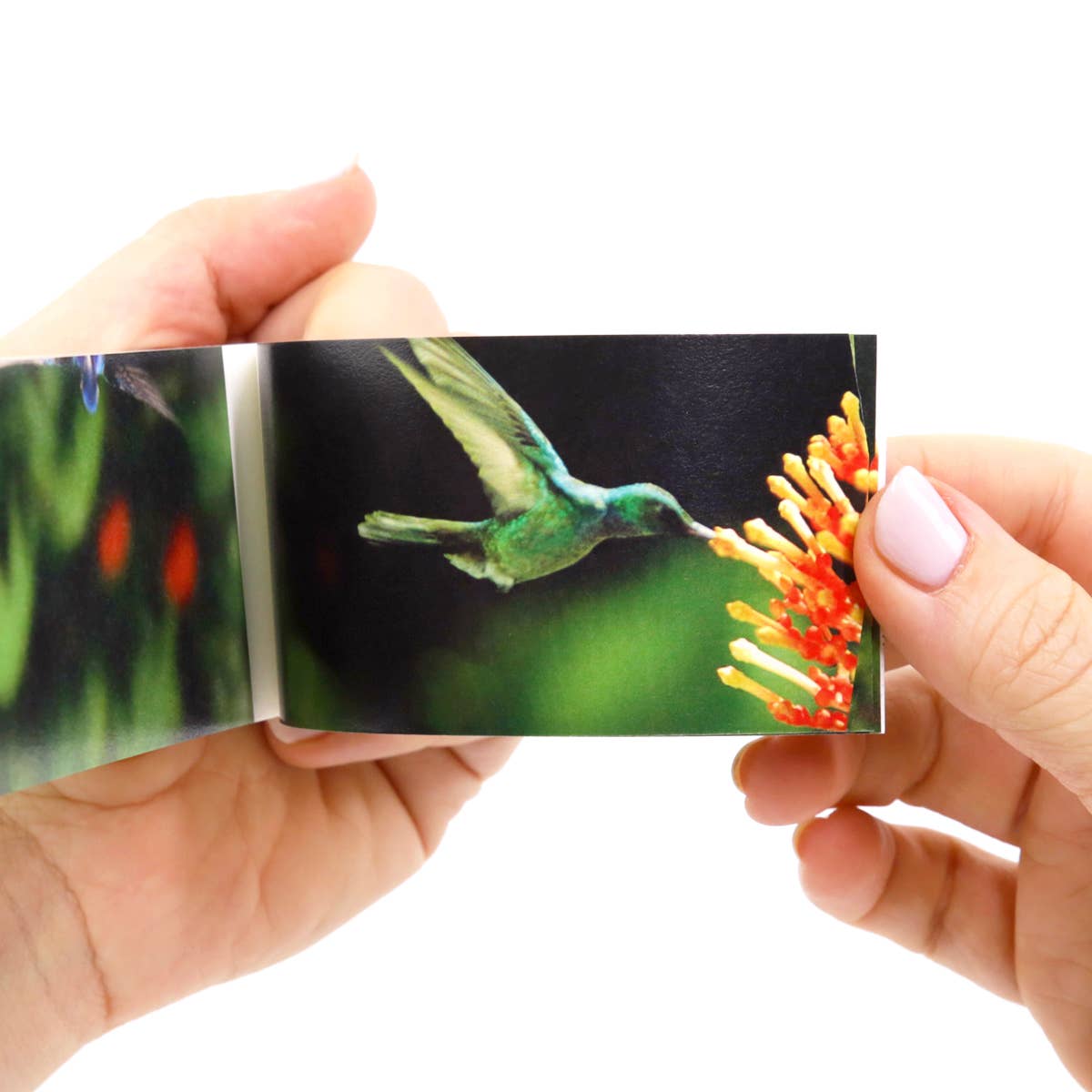 Flipboku – wholesale Visningsbok – Motion in Nature – interaktiv konstbok i set12