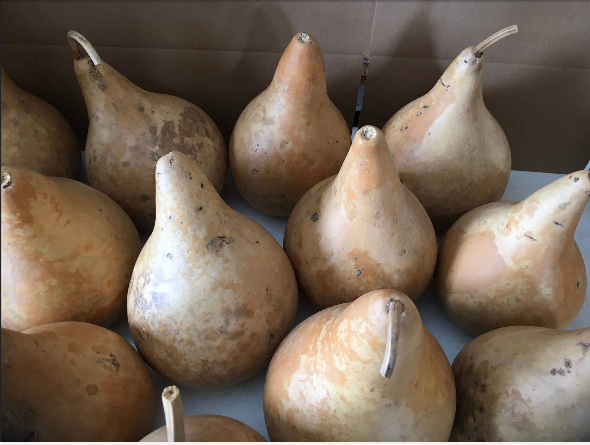 YellowSeventeen - Wholesale Decorative Tabletop Object - 16 Craft Ready Cleaned SPECIALS Gourds Martin House 7 inch2