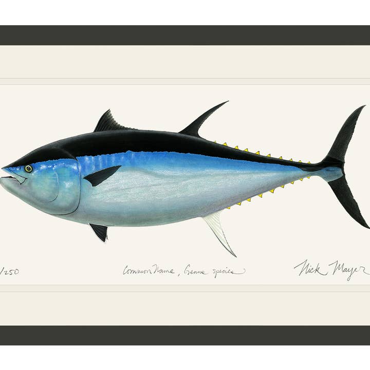 Riesen-Blauflossen-Thunfisch III Limitierte Auflage Druck für den Großhandel von Nick Mayer Art