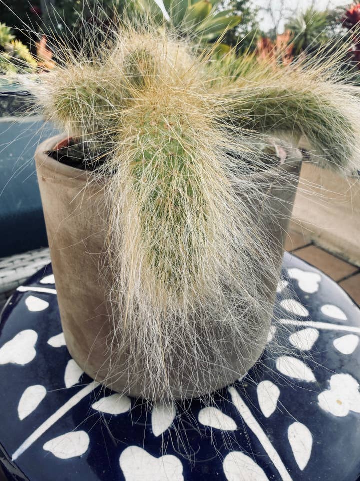 Fluffy Monkey Tail Cactus for wholesale by Plant Vault