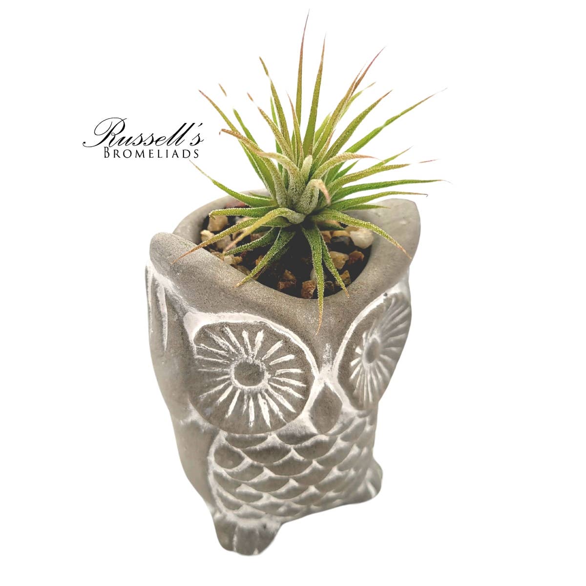 Russell's Bromeliads - Wholesale Decorative Figurine - Petite Menagerie - Half Pack6