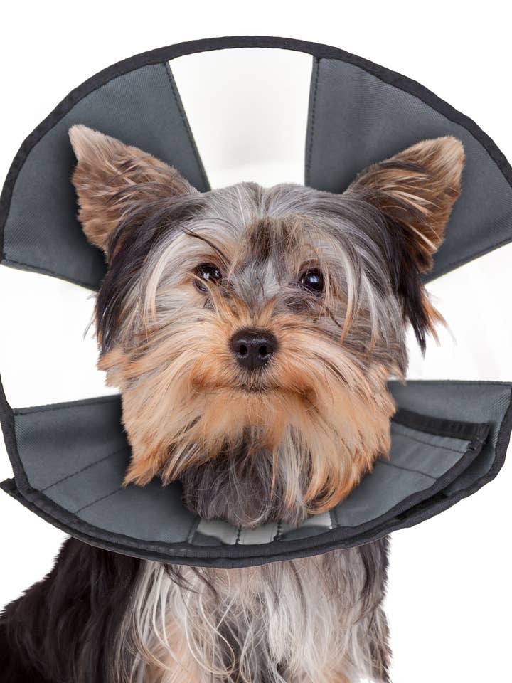 ZenCone - Soft Recovery Collar with Windows for wholesale by ZENPET