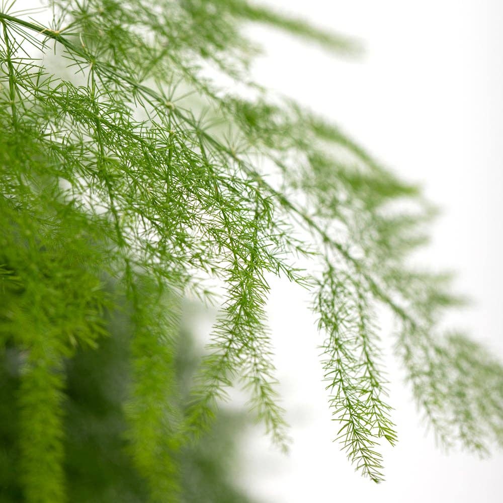 The Little Botanical – wholesale Live plant – British Grown Asparagus Fern4