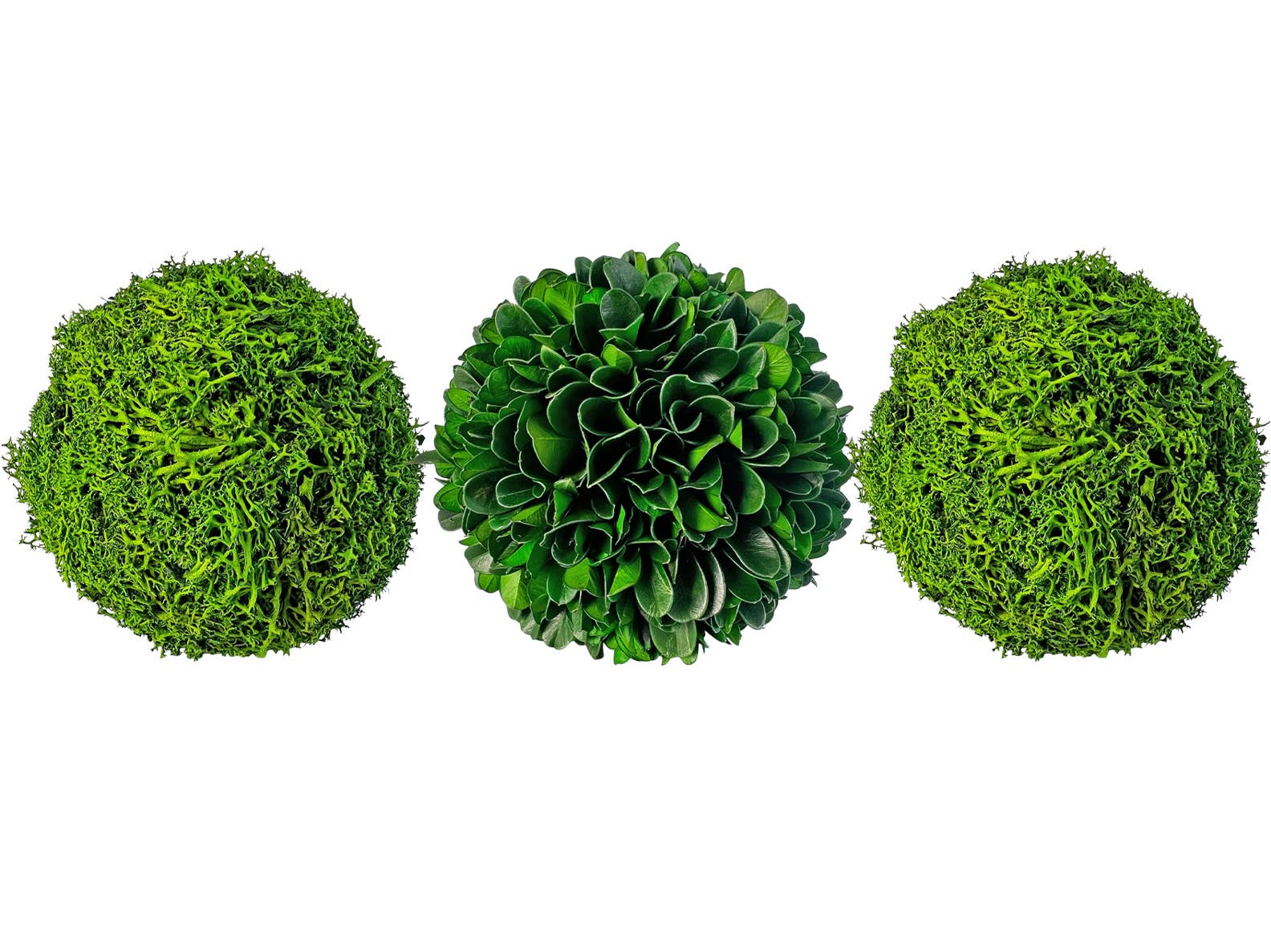 2626 Designs - Wholesale Dried/Pressed Flowers - Box of 3 Preserved Decorative Boxwood Cockscomb Topiary Ball0