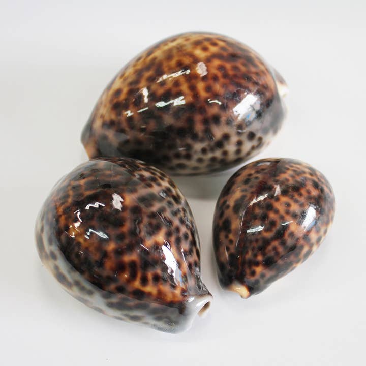 Tiger Cowrie Seashell - From 2-5" for wholesale by California Seashell Company