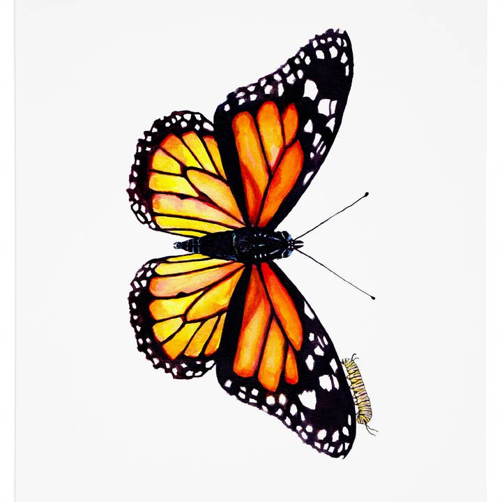 Monarkfjäril 4 med larv konsttryck för wholesale av J6R6