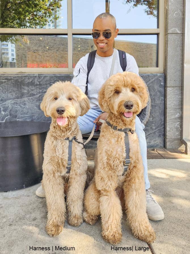 SUNNY TAILS - Venta al por mayor Arnés - Perros - Arnés para perro Ember Black Cloud Lite12