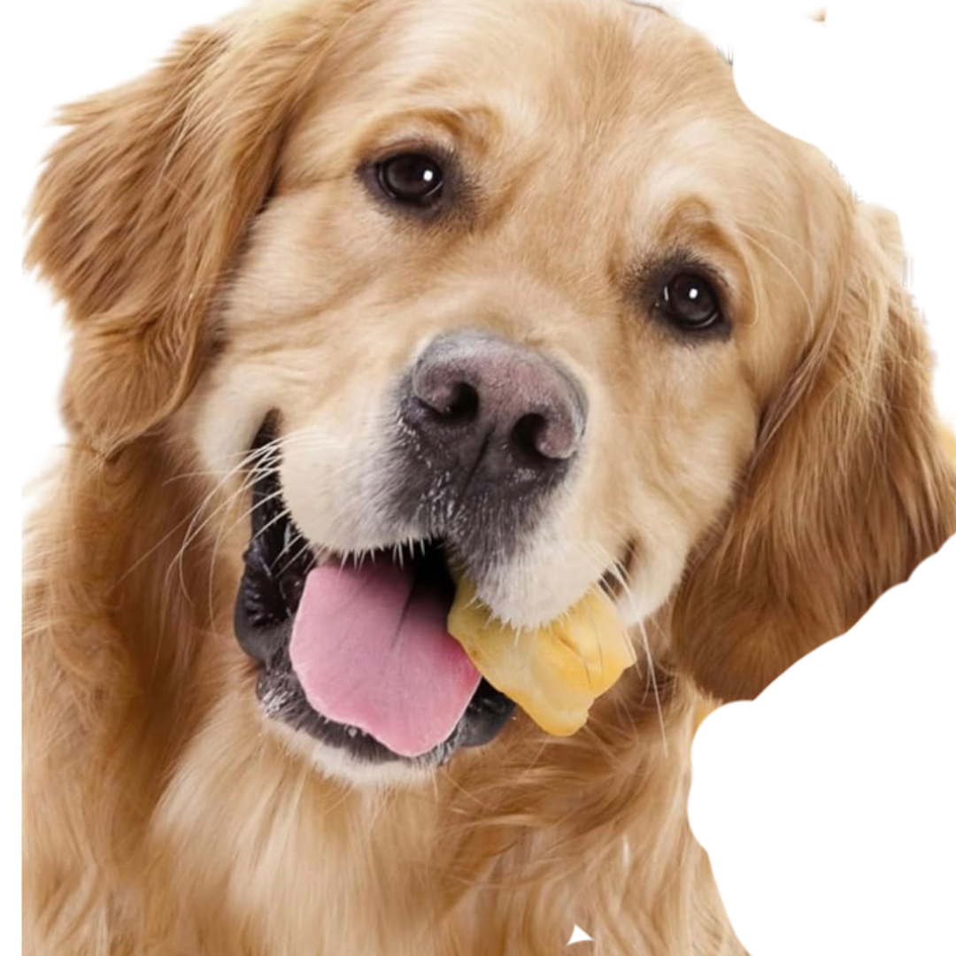 Live Pawsitive - Wholesale Pet Treats - Dog - Pig Snout 4 Pack - Natural dog chew 4