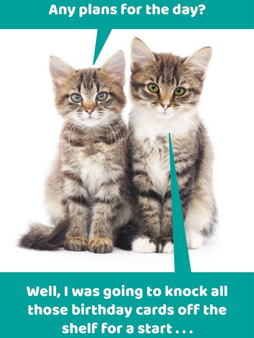 Cartão de aniversário engraçado - Gato - Planos para o dia por atacado de Comedy Card Company
