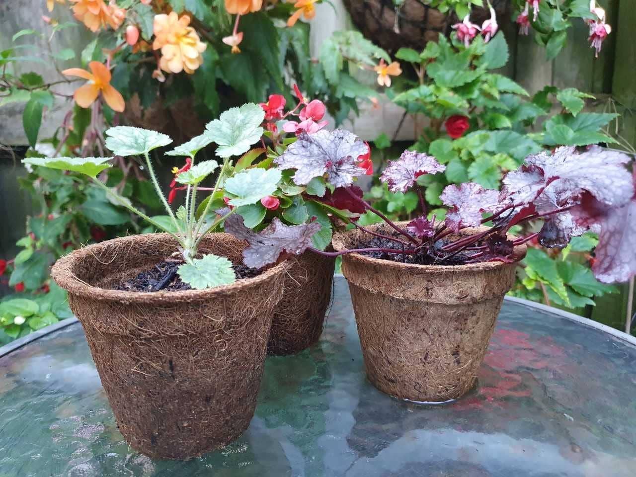 e-pots – wholesale Plant pot – Coir Plant Pots6