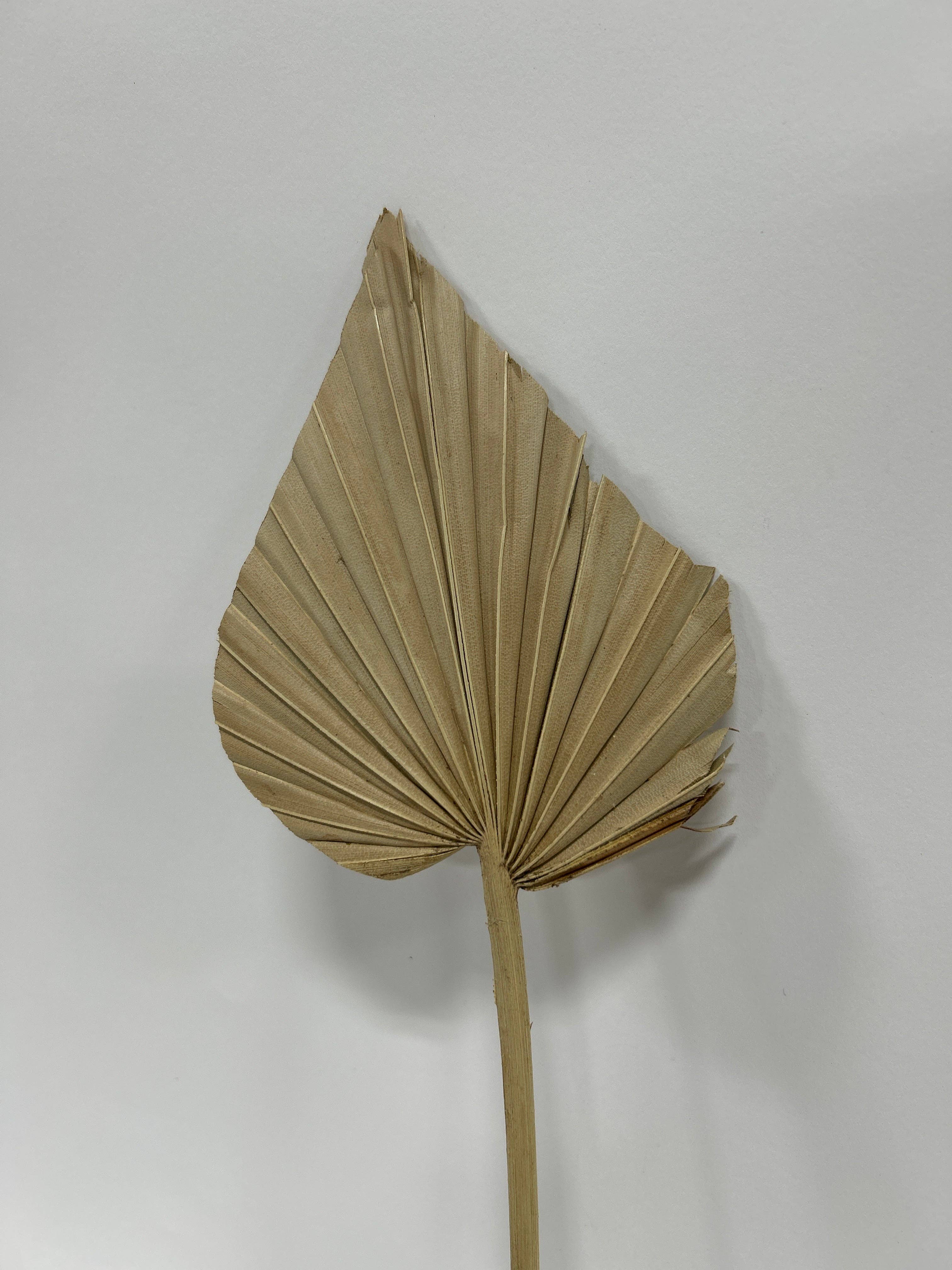 GS Foliage - Wholesale Artificial Plant - Dried Palm Spear - Medium0