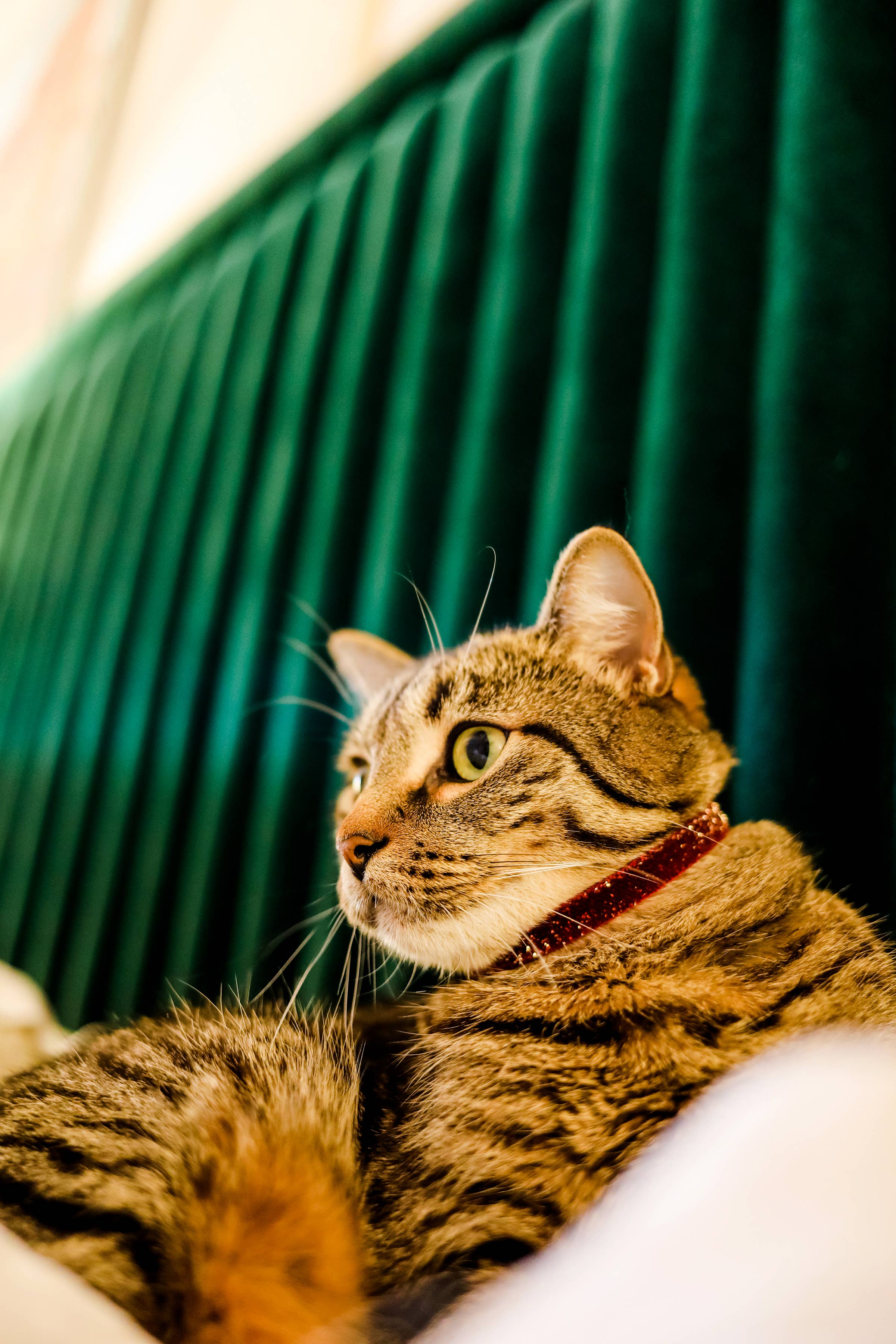 Mimi Green – wholesale Halsband - Katt och hund – Starlight glitter sammet liten hund krage valp katt krage4