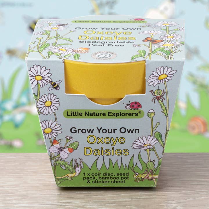 Little Nature Explorers Children's Oxeye Daisy Growing Kit for wholesale by Gardening for Kids Ltd