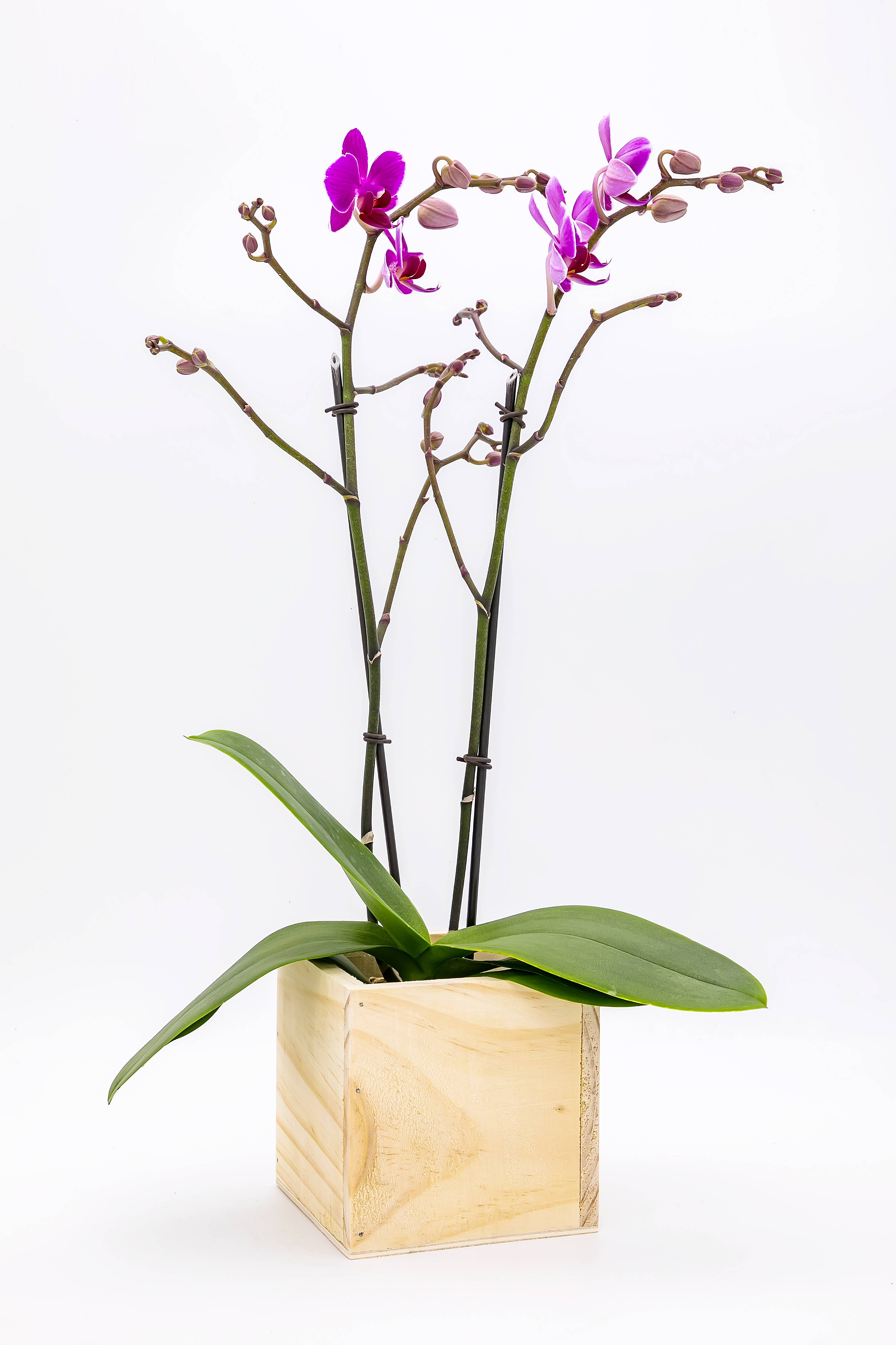 UNIMIX FLORAL – suporte para vasos de plantas por atacado – Plantas/Contentores em Madeira 5"x5"5