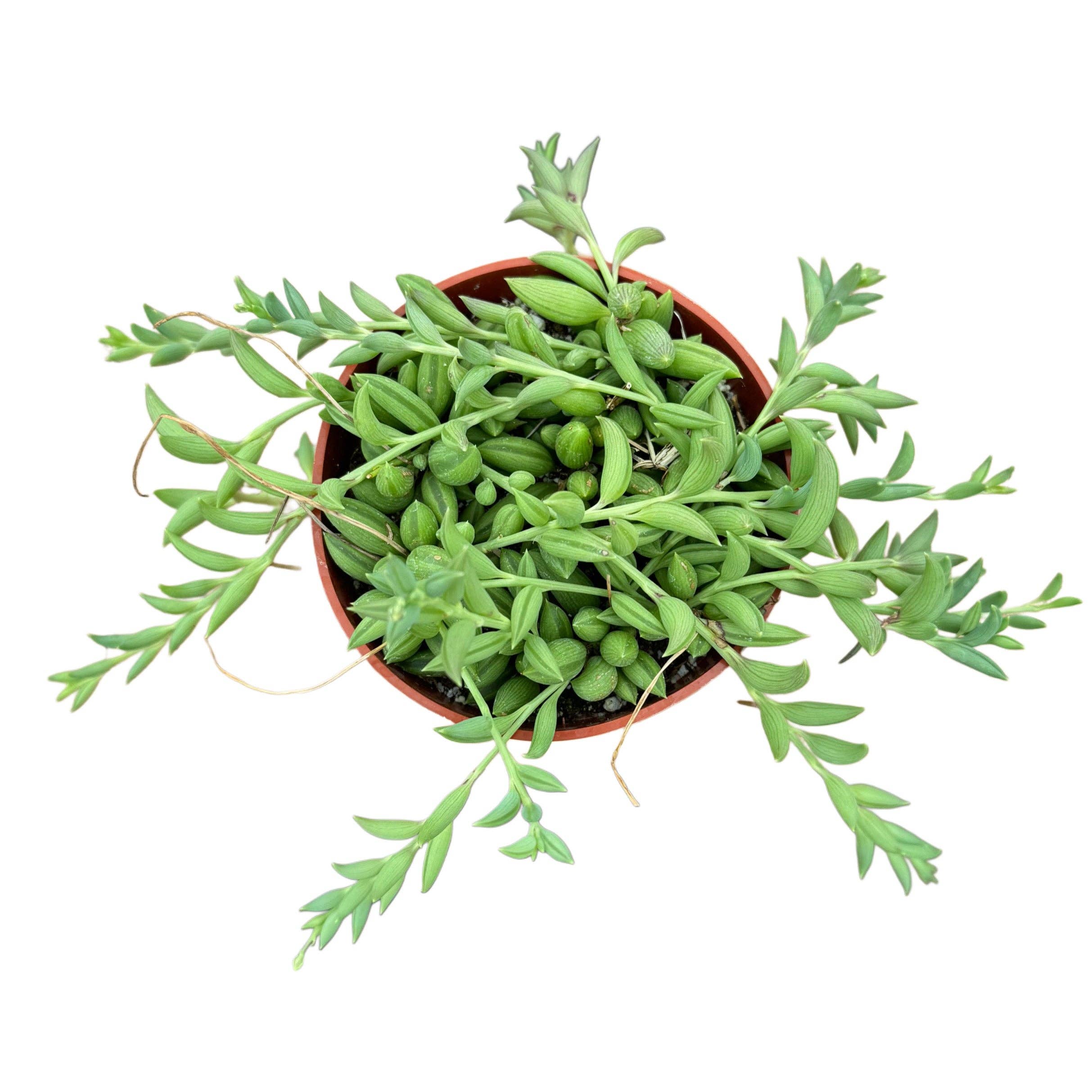 Succulent Wholesale - Wholesale Succulent - String of Bananas | 4 inch | Senecio radicans0