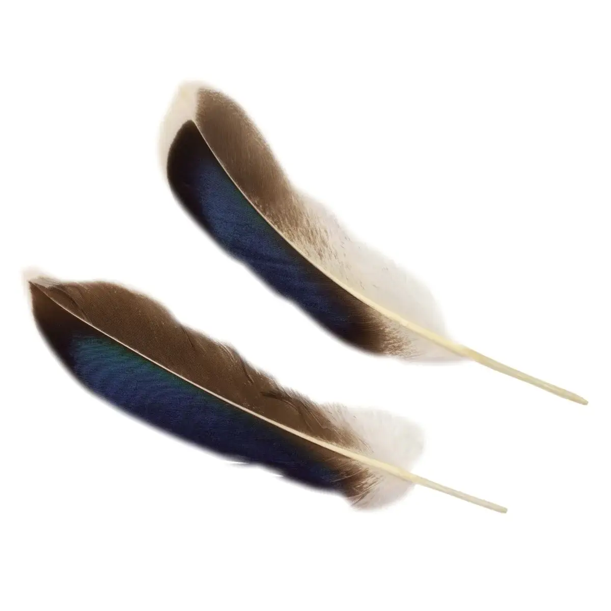 Zucker Feather Products - Vendita all'ingrosso Attrezzature per lavoretti e fai da te - Piume d'anatra naturali 3-5" - 10 pezzi4