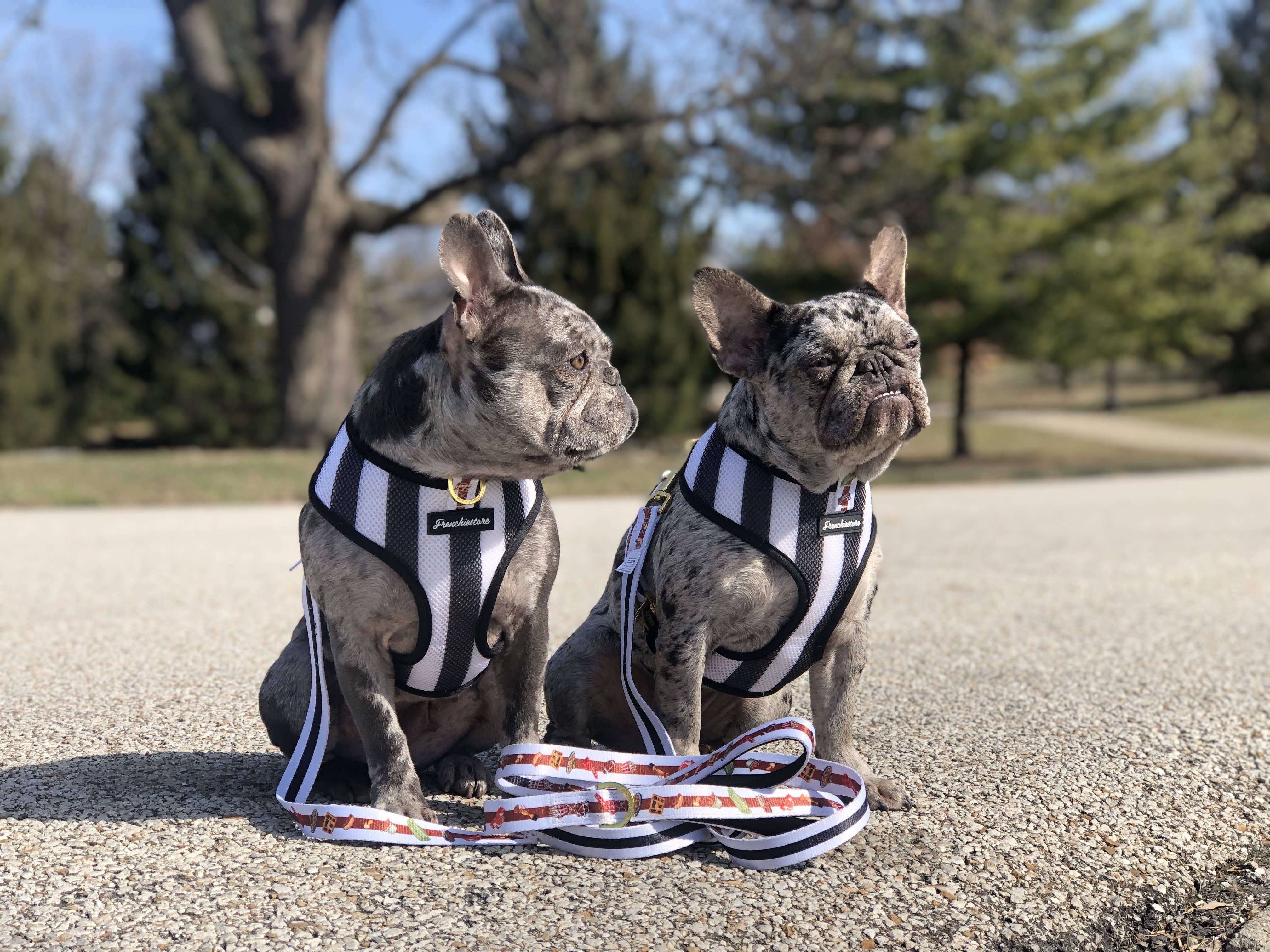 Frenchiestore - Wholesale Pet Harness - Dog - Dog Pet Reversible Health Harness | Game4