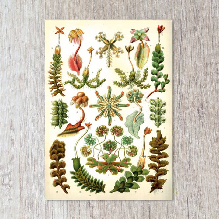 Momokin - Wholesale Postcard - hepaticae0