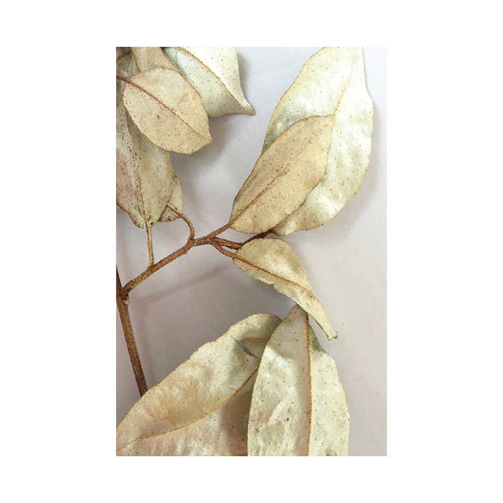 Botanical I poster print for wholesale by heraldblack