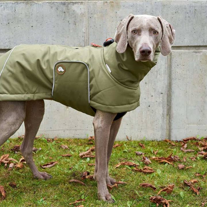 Dog winter coat Oskar in Olive Branch for wholesale by THEO & EMMA