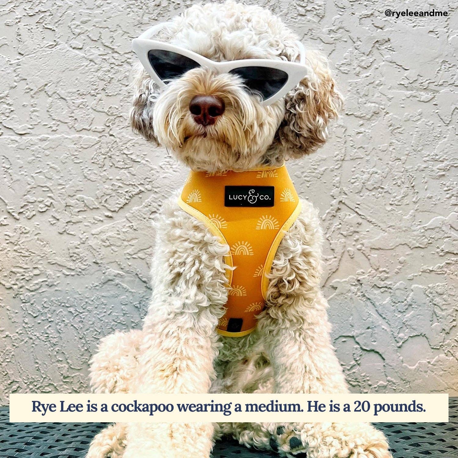 Lucy & Co. – Großhandel Haustiergeschirr – Hund – Scharfes Wende-Geschirr3