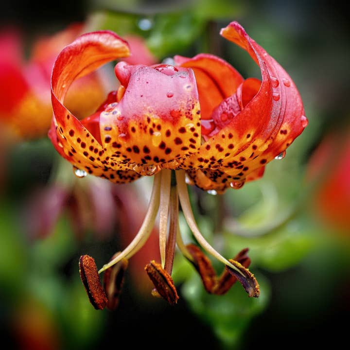 Thorsen's Greenhouse - Wholesale Live Plant - Manitoba Morning Martagon Lily Bulbs - Perennial