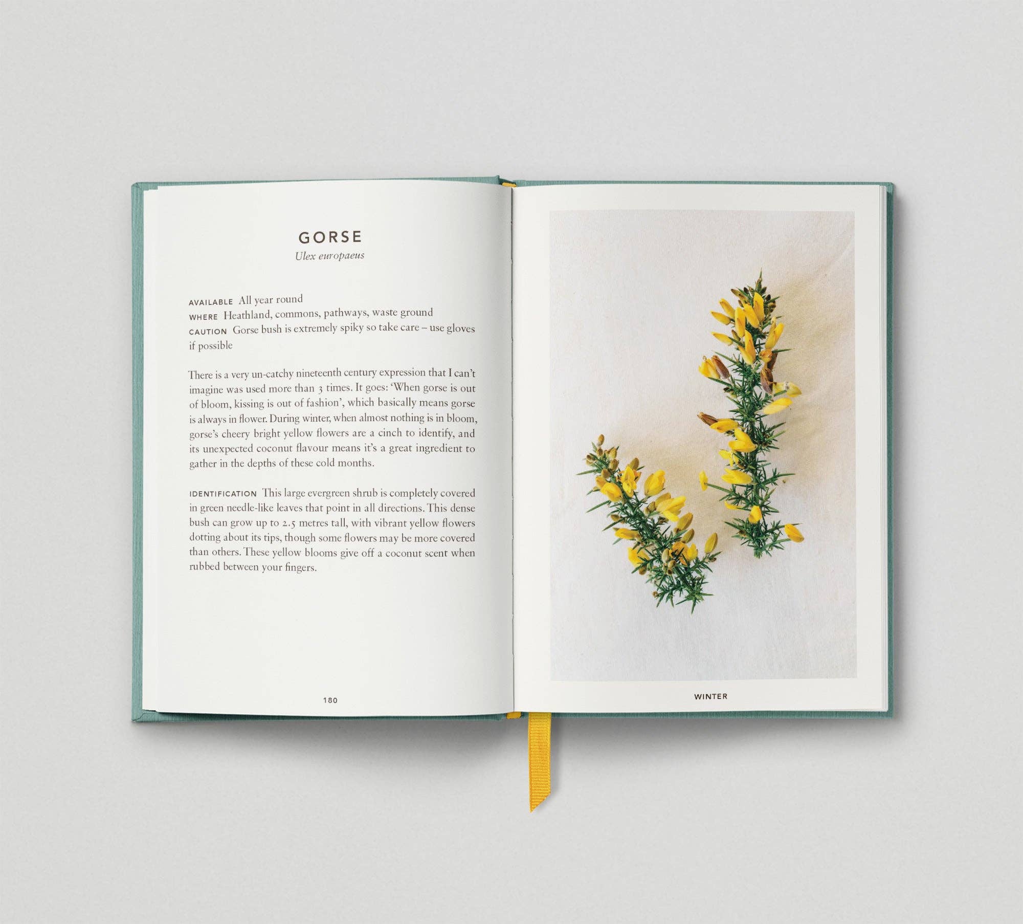 Hoxton Mini Press – wholesale Cookbooks and food – The Urban Forager9