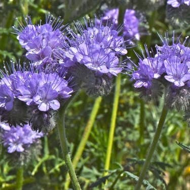Bloom Bombs - Wholesale Plant seeds - California Native Wildflower Seed Balls 14oz.5