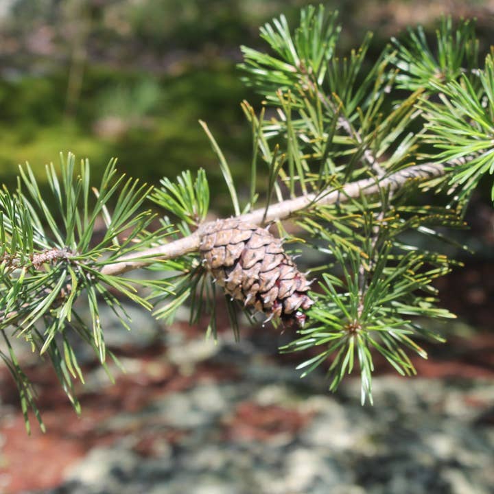 GardenPerspective - Wholesale Live plant - 5 Virginia Pine Tree Live Plant Pinus Virginiana Outdoor 2